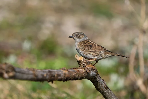 Bulanık Arkaplanı Olan Kuru Bir Dalda Oturan Bir Dunnock Kuşunun — Stok fotoğraf