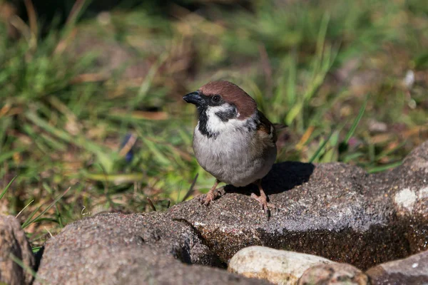 Eurasiatiska Träd Sparv Sitter Vid Kanten Lite Vatten Tittar Till — Stockfoto