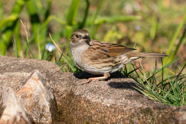 Dunnock Pássaro Sentado Borda Água Olhando Sobre Ombro Com Vegetação — Fotografia de Stock