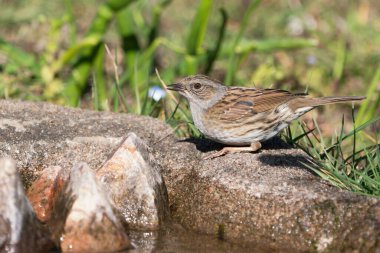 Dunnock kuşu, arka planda bulanık bitki örtüsüyle içtikten sonra yarı açık gagasıyla suyun kenarında oturuyor.