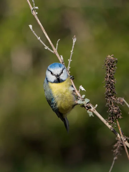 Cute Eurasian Blue Tit Bird Sitting Vertical Twig Looking Directly —  Fotos de Stock