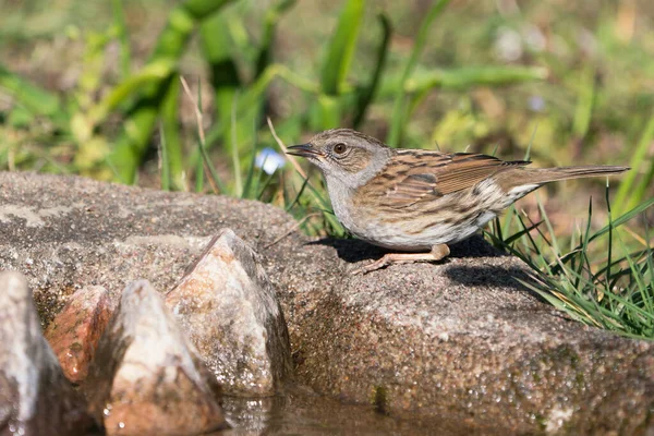 Dunnock Ptak Siedzi Krawędzi Wody Półotwartym Dziobem Piciu Rozmytą Roślinnością Obraz Stockowy