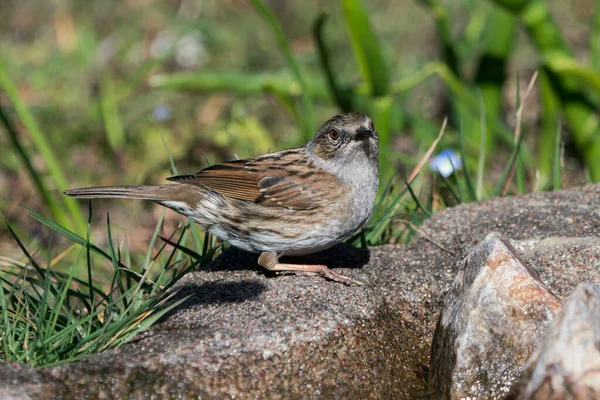 Dunnock Vogel Auf Dem Boden Sitzend Den Kopf Dem Betrachter — Stockfoto