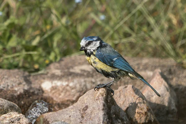 Cute Wet Blue Tit Bird Sitting Stone Taking Bath Seen — Stockfoto