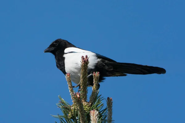 Side View Eurasian Magpie Sitting Ast Top Pine Tree Facing — Stock Photo, Image