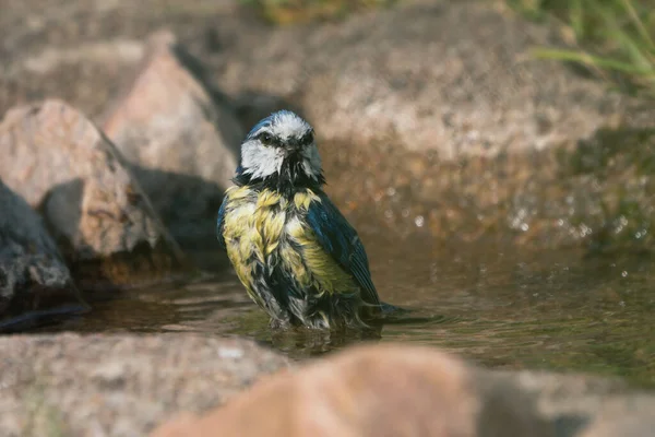 Cute Bathing Eurasian Blue Tit Bird Sitting Natural Looking Bird — Foto de Stock