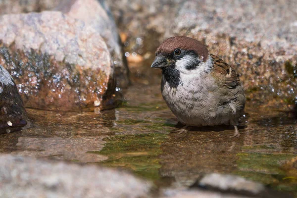 Eurasian Tree Sparrow Sitting Small Water Pond Stream — Stock fotografie