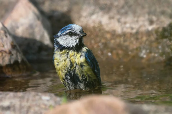 Cute Bathing Eurasian Blue Tit Bird Sitting Natural Looking Bird —  Fotos de Stock