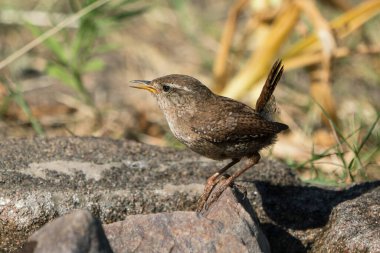 Avrasya kırlangıcının bir kayanın üzerinde oturup, sola baktığı ve akşam ışığında gagasıyla şarkı söylediği yan manzara.