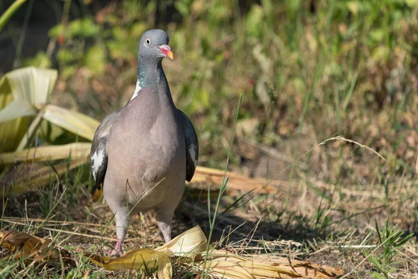 Vue Face Pigeon Des Bois Commun Sur Sol Regardant Spectateur — Photo