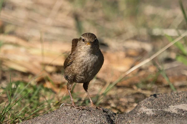 Avrasya kırlangıcının yerde oturup akşam ışığında izleyiciye bakışının ön görüntüsü