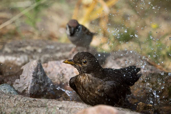 Avrasya Karatavuğu Kuş Banyosunda Kendi Duşunu Yapıyor Arka Planda Bir — Stok fotoğraf