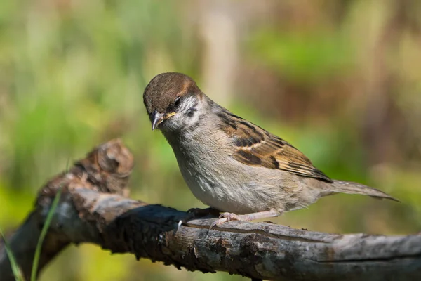 Cute Juvenile Eurasian Tree Sparrow Sitting Branch Looking Left — Stock Photo, Image