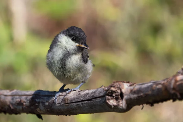Cute Juvenile Great Tit Bird Sitting Branch Looking Right — Fotografia de Stock