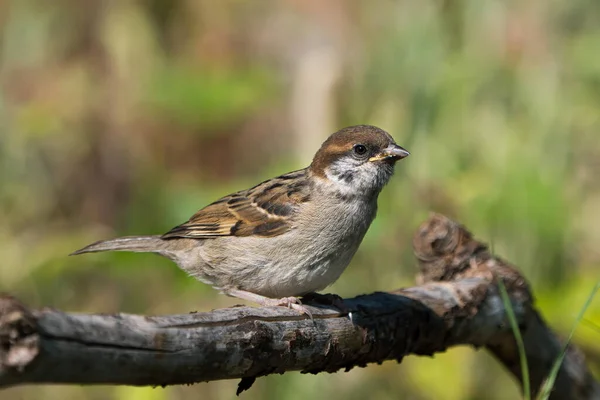 Niedlicher Juveniler Eurasischer Baumsperling Sitzt Auf Einem Ast Und Blickt — Stockfoto