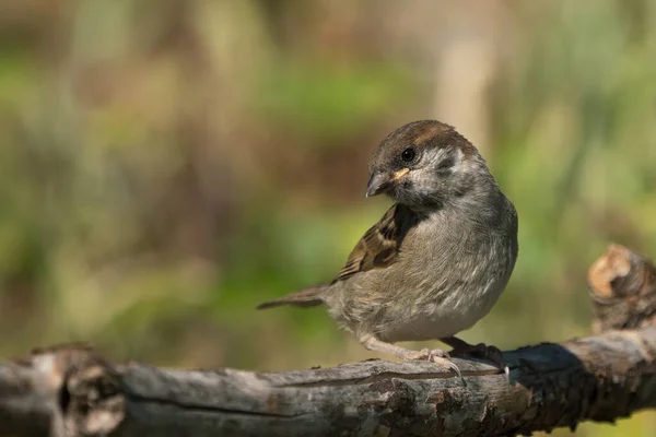 Cute Juvenile Eurasian Tree Sparrow Sitting Branch Looking Its Shoulder — Stock Photo, Image