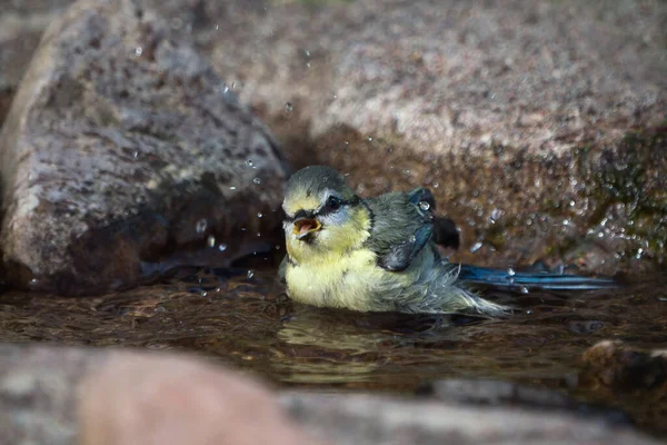 Junge Blaumeise Sitzt Einem Natürlich Aussehenden Vogelbad Und Sieht Mit — Stockfoto