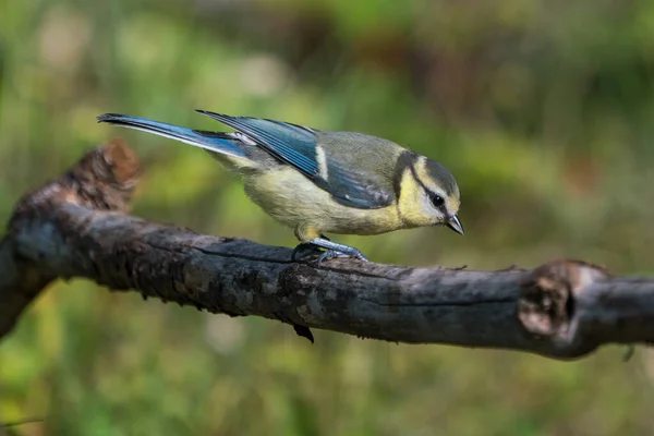 Cute Juvenile Blue Tit Bird Sitting Dry Branch Looking — Foto Stock