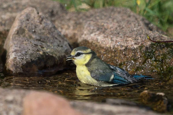 Seitenansicht Eines Jungen Blaumeisenvogels Der Einem Kleinen Bach Badet Und — Stockfoto