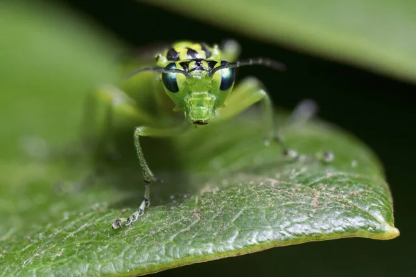 Vue Face Tenthrède Verte Assise Sur Une Feuille — Photo