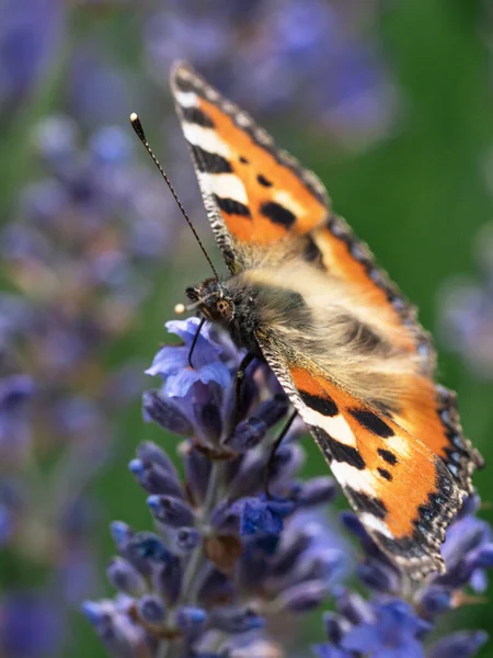 Vue Inclinée Petit Papillon Tortue Sur Les Fleurs Lavande — Photo