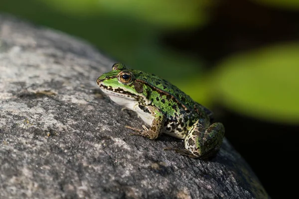 緑のカエルが池の岩の上に立ち上がり 睡蓮の葉が暗い背景にあります — ストック写真