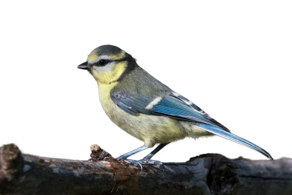 Side View Cute Juvenile Blue Tit Bird Sitting Dry Branch — Stockfoto