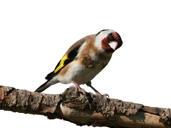 Beautiful European Goldfinch Perched Dry Branch Isolated White Background — Stock Photo, Image