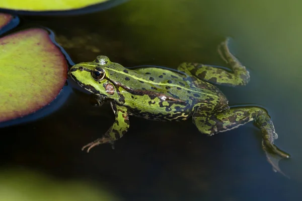 Green Frog Water Resting Next Water Lily Leaf Seen Obliquely — Φωτογραφία Αρχείου