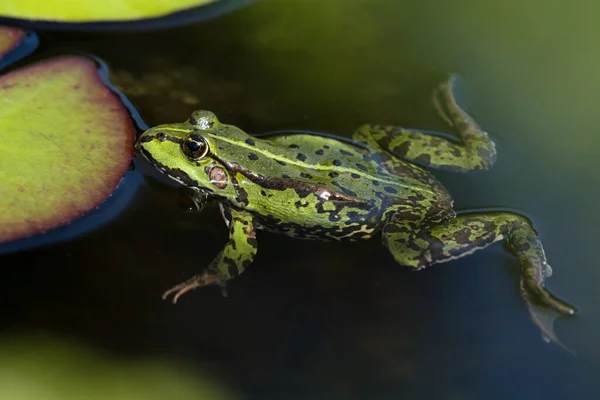 Green Frog Water Resting Next Water Lily Leaf Seen Obliquely — Stock Photo, Image