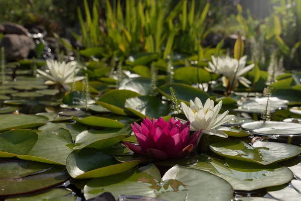 Pond Covered Water Lily Leaves Couple Flowers — Fotografia de Stock