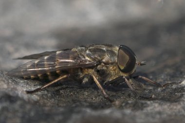 Side view macro of large horsefly male sitting on a dark stone