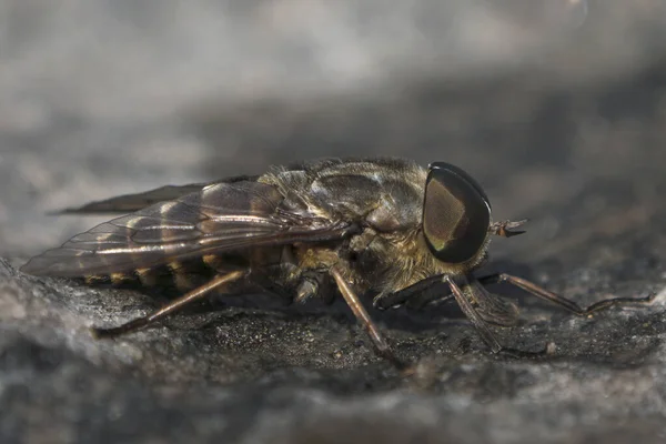 Side View Macro Large Horsefly Male Sitting Dark Stone — 스톡 사진
