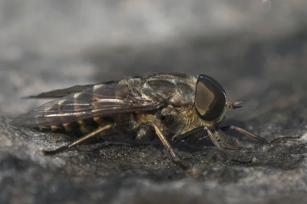 Side View Macro Large Horsefly Male Sitting Dark Stone — Stock Photo, Image