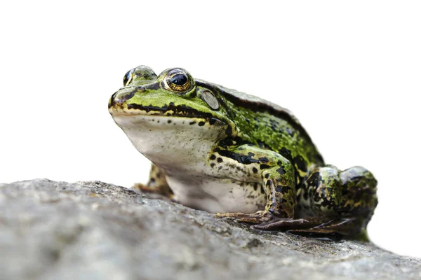 Side View Green Frog Sitting Rock Facing Left Isolated White — Stock fotografie