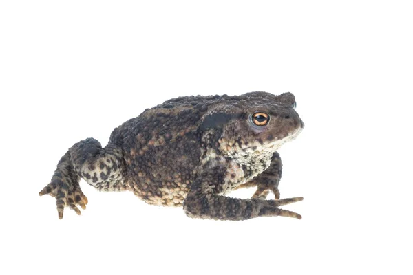 Common Toad — Stock Photo, Image