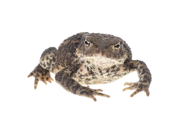 Toad Umum — Stok Foto