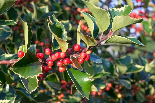 Holly leaf and berry — Stock Photo, Image