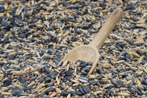Ложка в семени птицы — стоковое фото