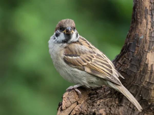 European tree sparrow — Stock Photo, Image