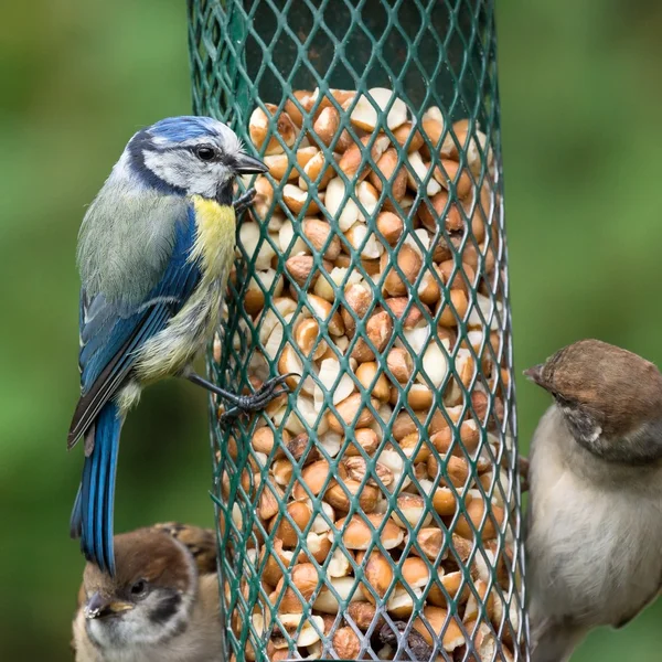 Blue tit on bird feeder — Stock Photo, Image