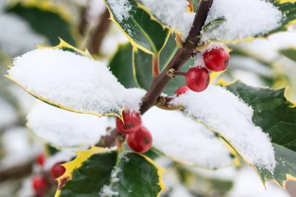 Holly och snö — Stockfoto