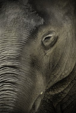Sanatsal fil yakın çekim