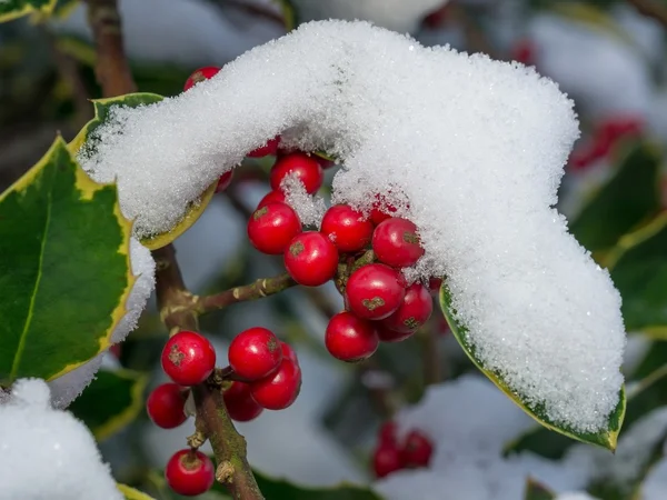 Holly jagody ze śniegu — Zdjęcie stockowe