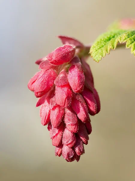 Ribes sanguineum bud — Stock Fotó