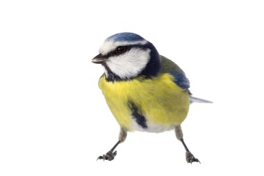 Mavi baştankara sol arıyorsunuz