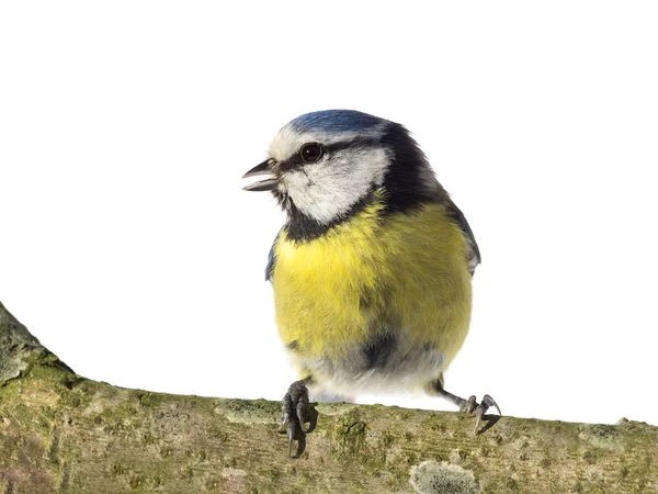 Neergestreken Pimpelmees met open snavel — Stockfoto