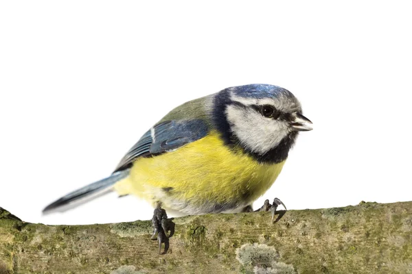 Perched Blue Tit — Stock Photo, Image