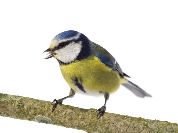 Perched blue tit — Stock Photo, Image