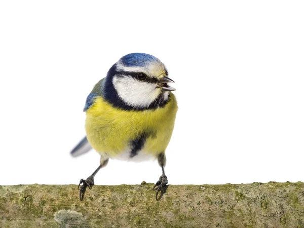 Bluettit ser rätt — Stockfoto